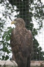 hawkaug_08_image31.jpg